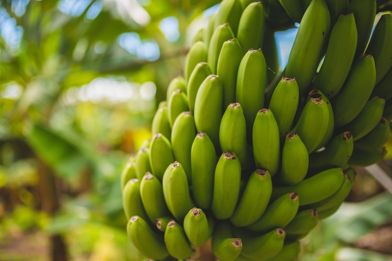 Bananas Monika Guzikowska unsplash
